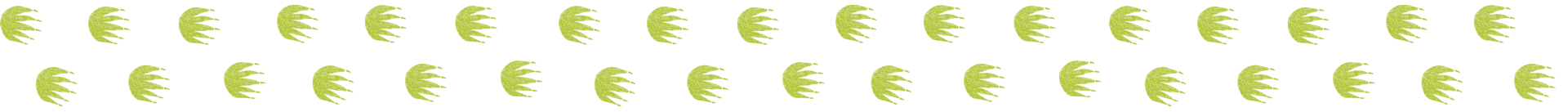 daintree cruises crocodile tours