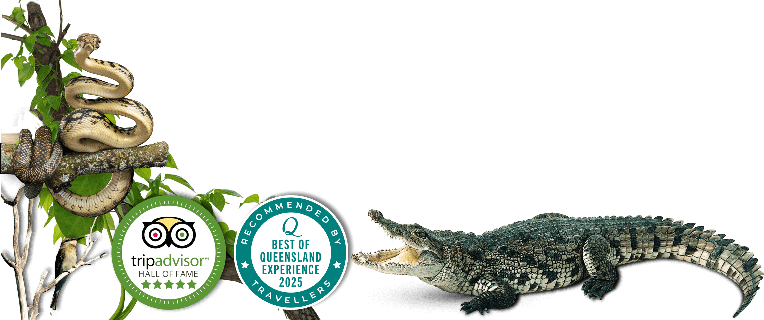 daintree cruises for crocodiles